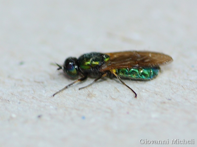 Chloromyia formosa femmina (Stratiomyidae)